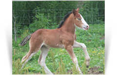 '21 Bay Filly by Gondi - KY